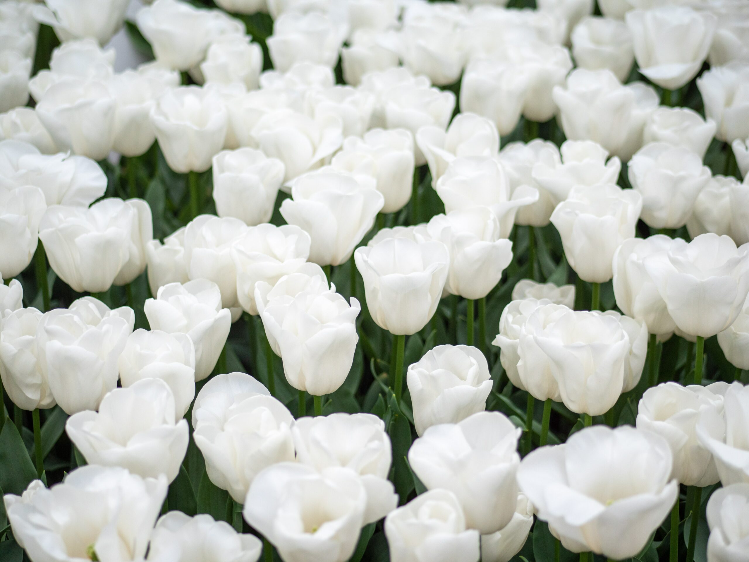 What Steps to Take When Someone Dies in Singapore